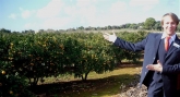 Der Alltours Reiseleiter bei der Orangenernte in Soller auf Mallorca Foto: Alltours