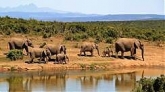 Die Tierwelt des südlichen Afrika können Kunden von Sunny Cars zu vergünstigten Tarifen erkunden