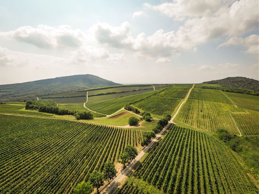 Villány wird für zwei Tage zur Welthauptstadt des Franc » news