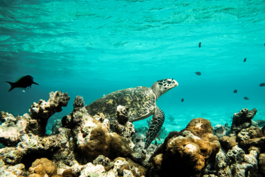 Foto: Constance Hotels & Resorts