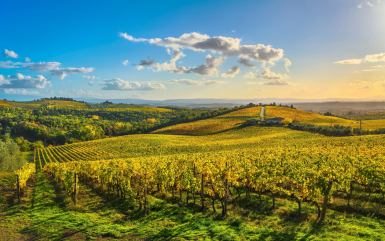 TUI-Musement-Reisen-zum-Wein