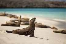 Foto: Galapagos Pro