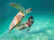 Foto: Barbados Tourism Marketing Inc. / hanna_Turtle_Live!