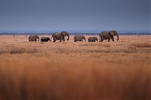 Foto: Wilderness