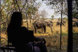 Foto: Natural Selection - Tierbegegnungen direkt vom Zelt aus 