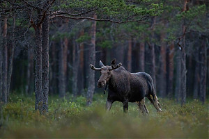 Foto: Visit Estonia