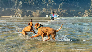 Foto: DogPutz
