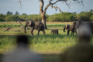 Foto: Laba Laba - Tansania - Elefanten im Nyerere Nationalpark